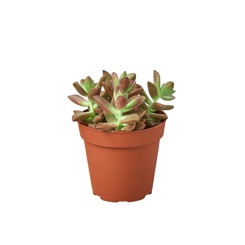 Succulent Graptosedum 'Vera Higgins'