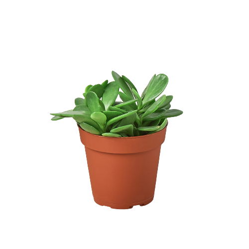 Succulent Senecio Jacobsenii 'Trailing Jade'