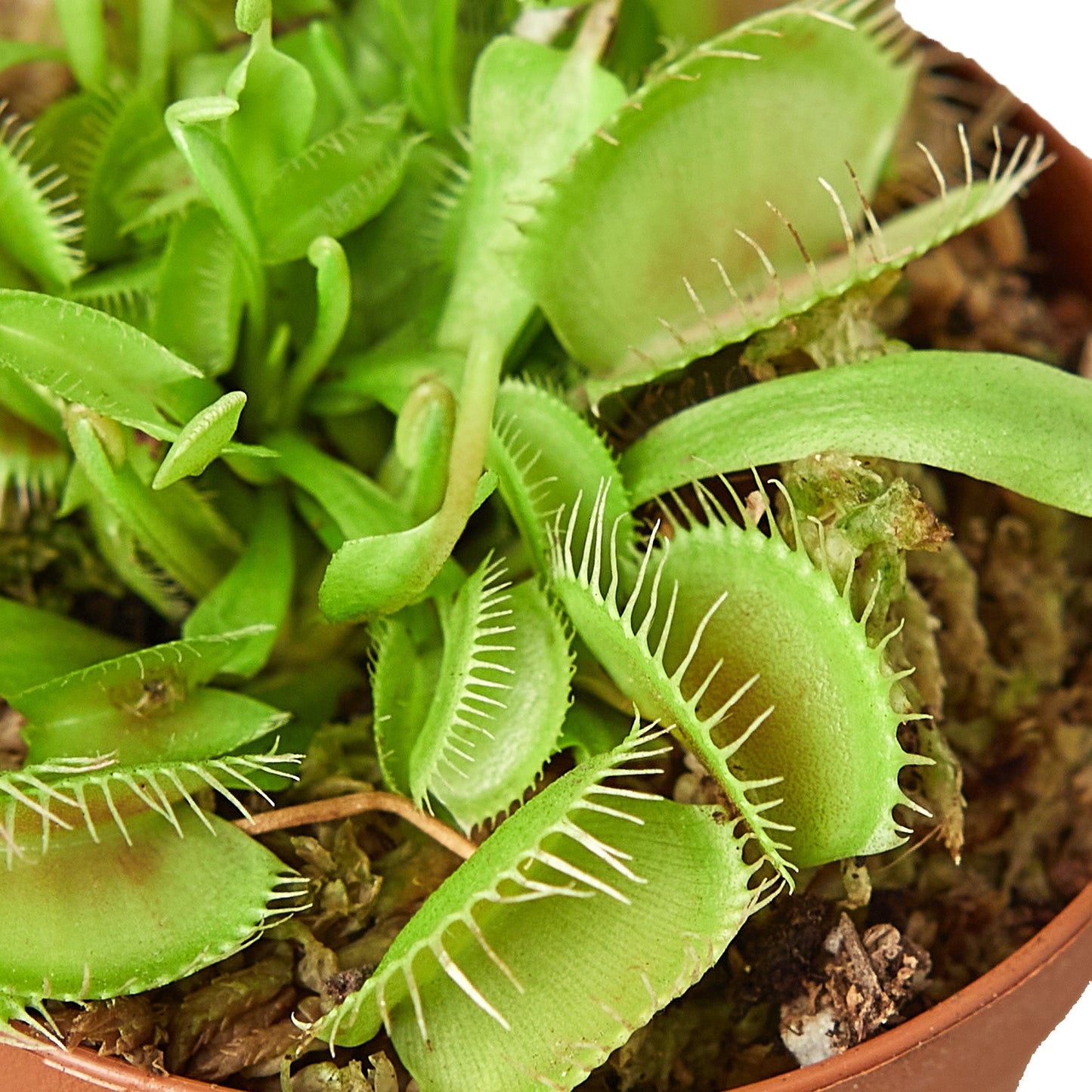 Carnivorous 'Venus Fly Trap' Plant - 2" Pot