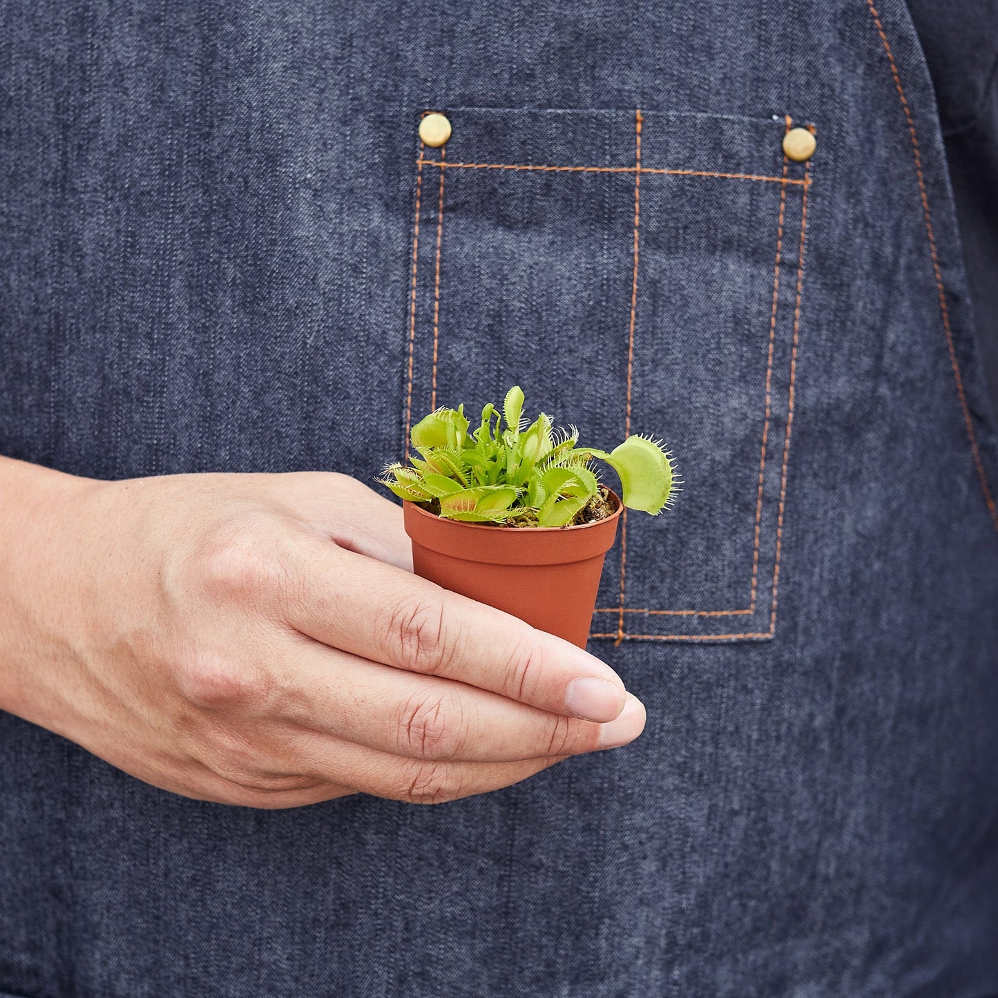 Carnivorous 'Venus Fly Trap' Plant - 2" Pot