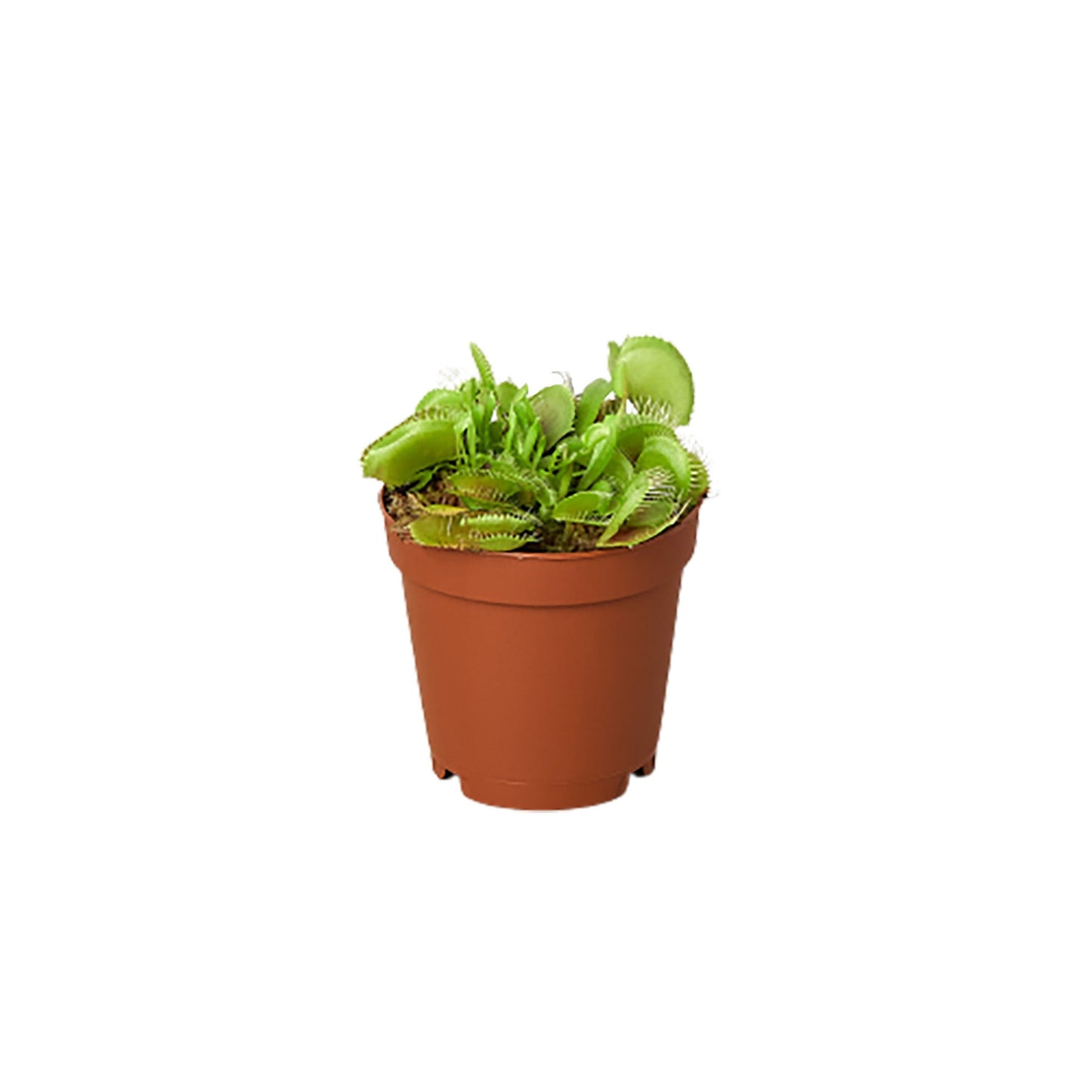 Carnivorous 'Venus Fly Trap' Plant - 2" Pot