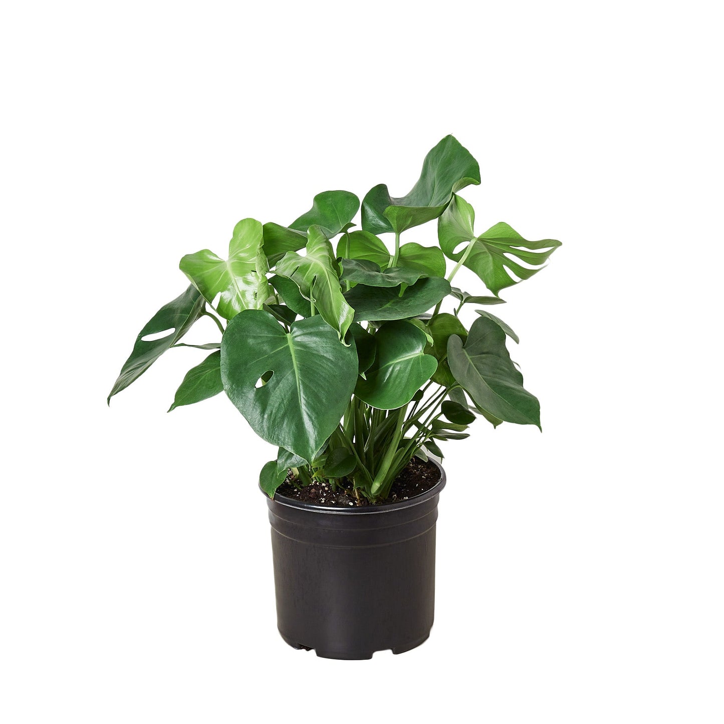 Philodendron ‚ÄòMonstera' - 10" Pot