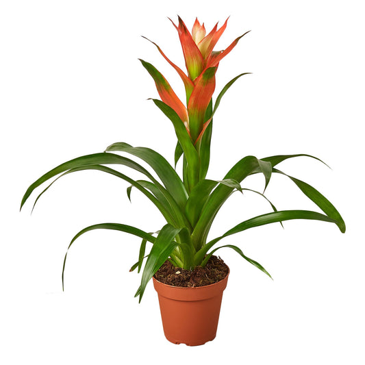 Guzmania Bromeliad 'Rose'