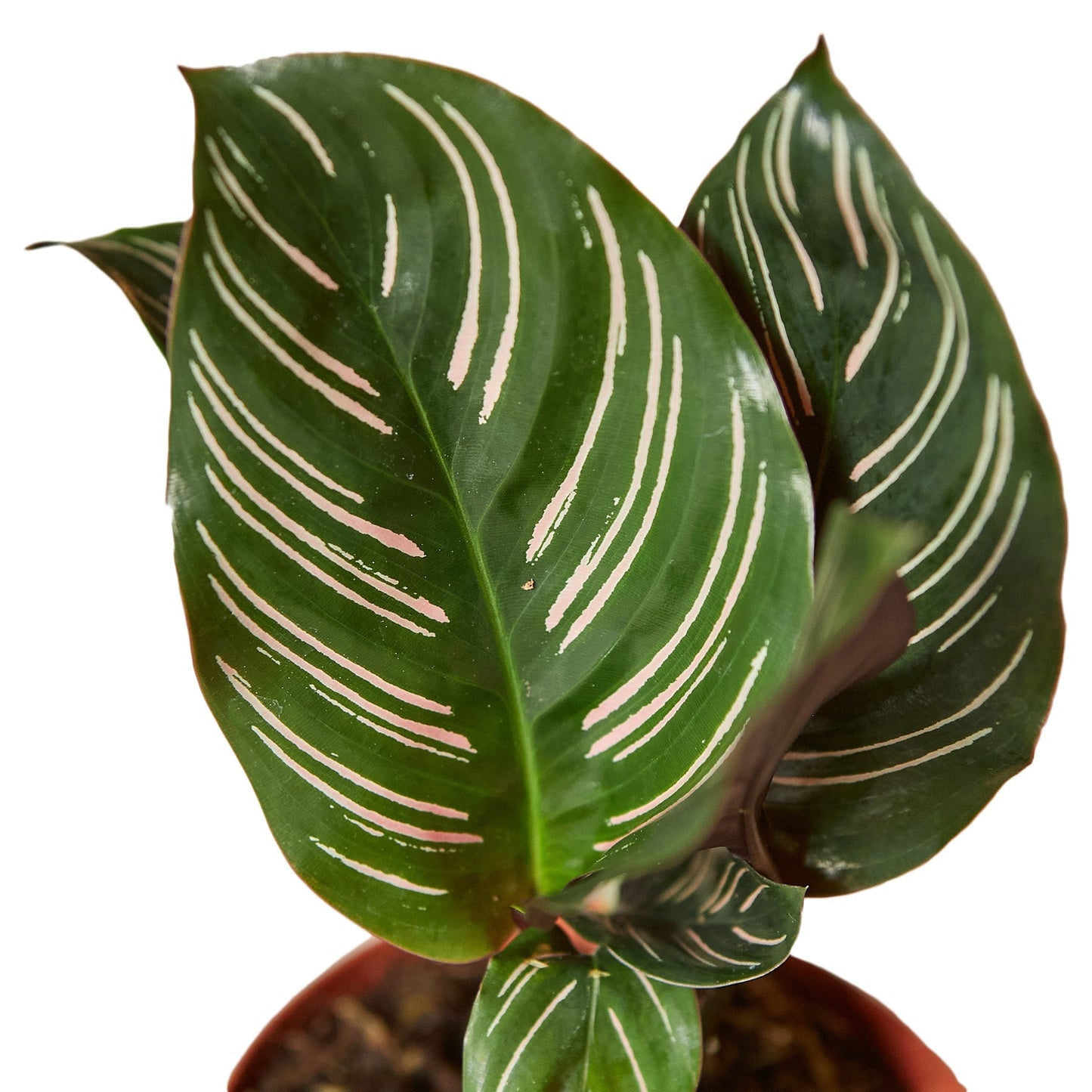 Calathea 'Ornata' - 4" Pot - NURSERY POT ONLY