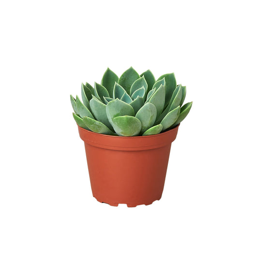 Echeveria 'Blue Atoll' - 4" Pot