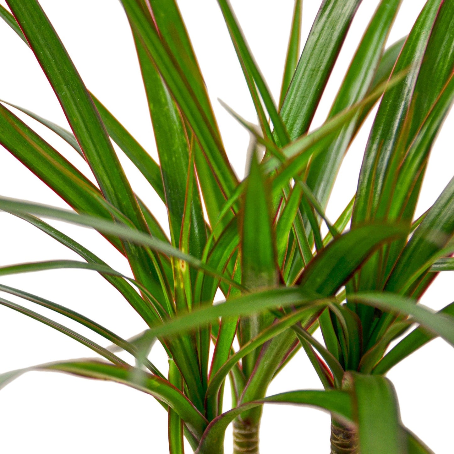 Dracaena Marginata Cane - 4" Pot - NURSERY POT ONLY