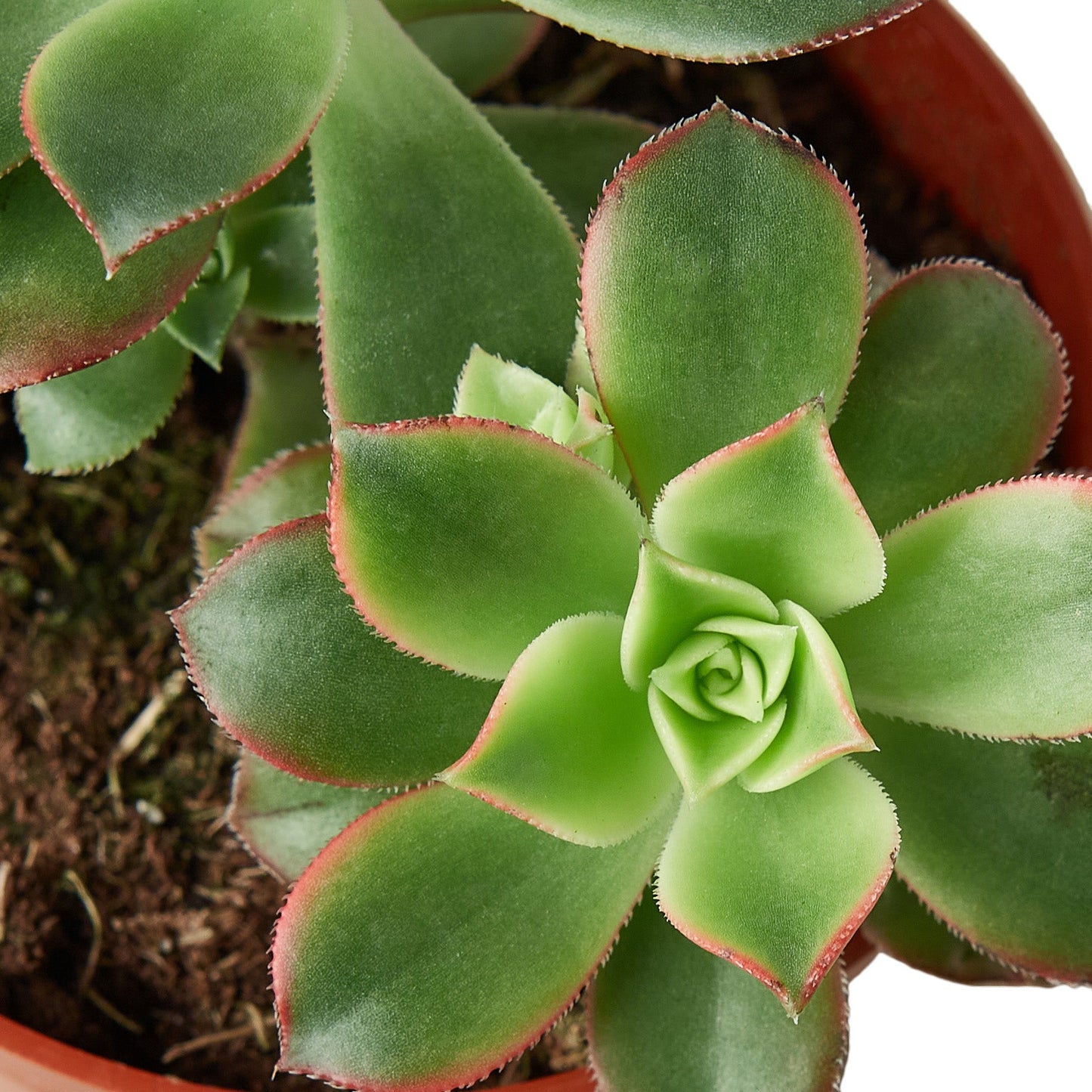 Succulent 'Kiwi'