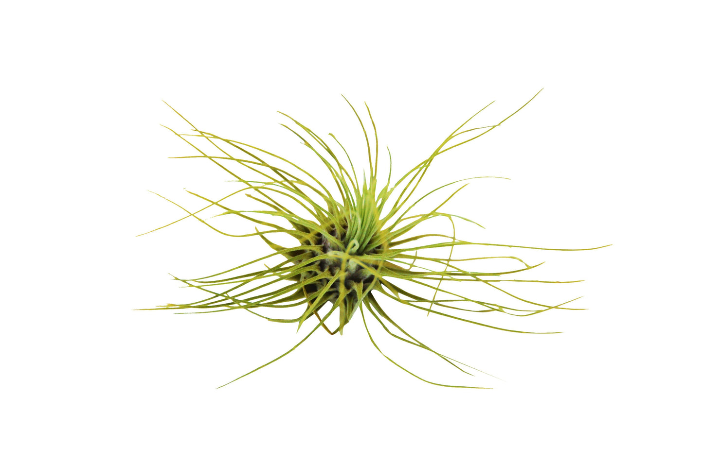 Tillandsia Air Plant Fuchsii - 3 Pack