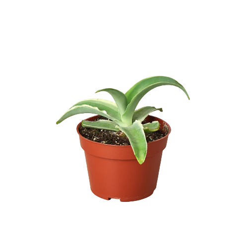 Agave Vilmoriniana - 4" Pot