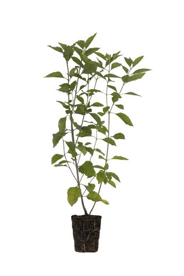 Beautyberry Tree - 6.5" Pot