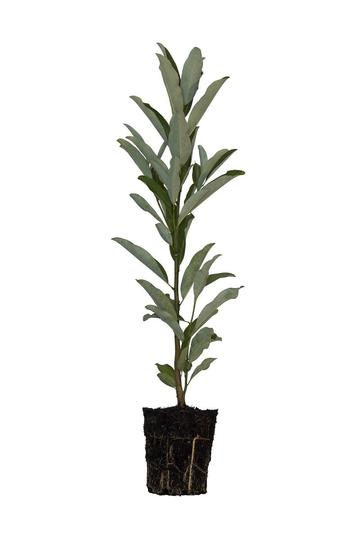 Sweetbay Magnolia Tree - 6.5" Pot