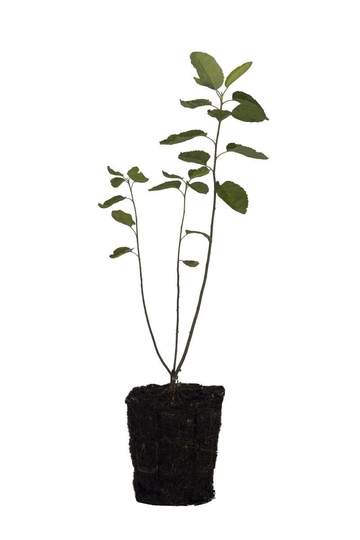 Serviceberry, Alleghney Tree - 6.5" Pot