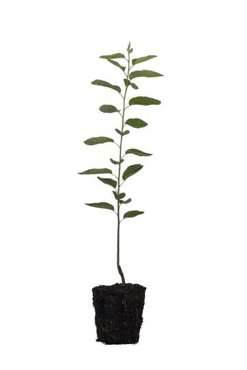 Serviceberry, Shadblow Tree - 6.5" Pot