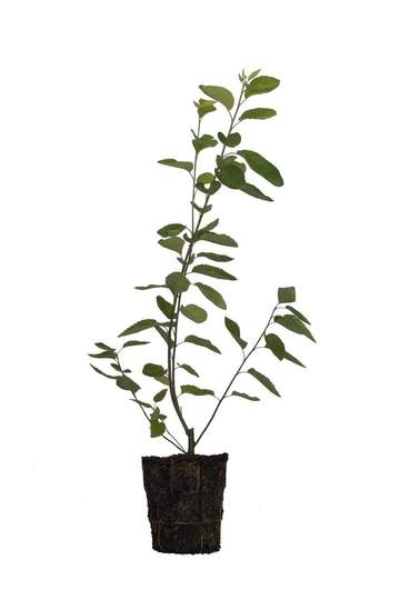 Serviceberry, Downy Tree - 6.5" Pot