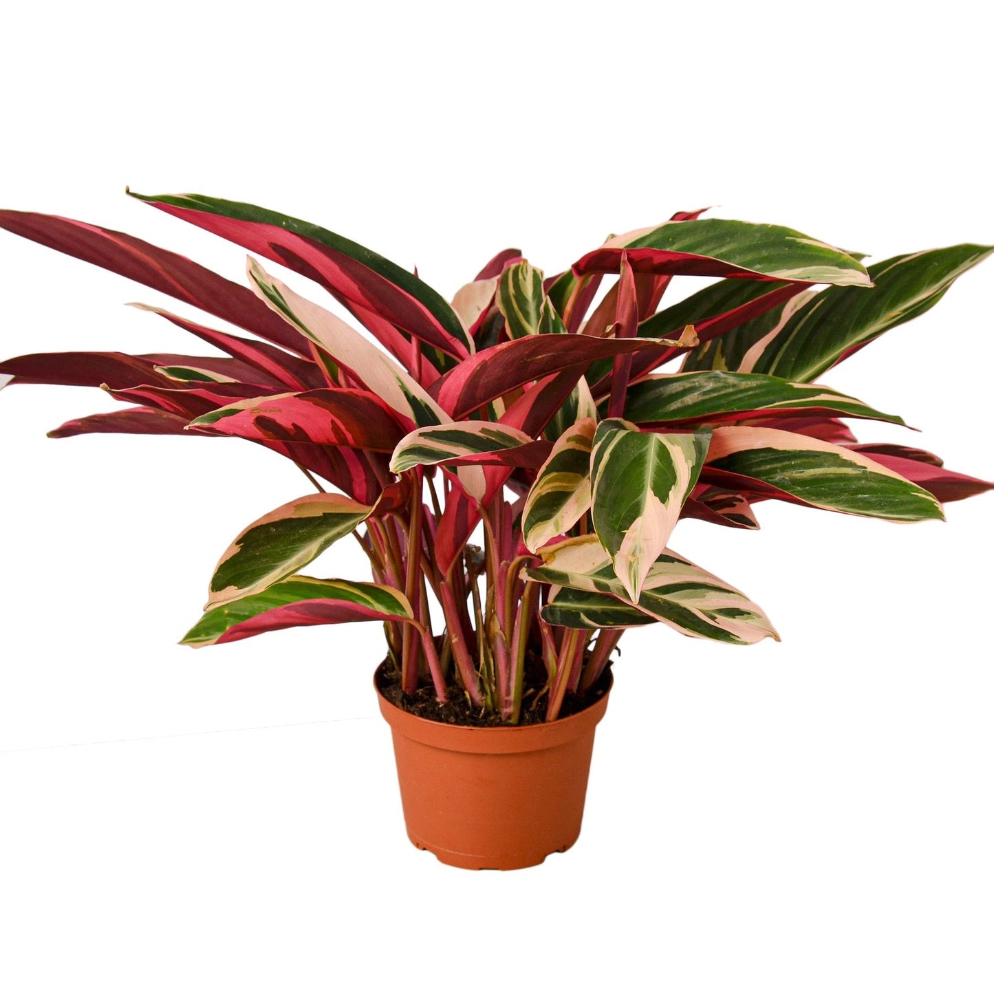 Stromanthe Triostar - 6" Pot - NURSERY POT ONLY