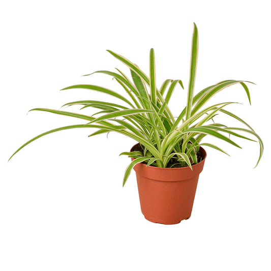 Spider Plant Reverse - 4" Pot - NURSERY POT ONLY