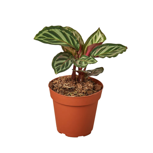 Calathea 'Peacock' - 4" Pot - NURSERY POT ONLY