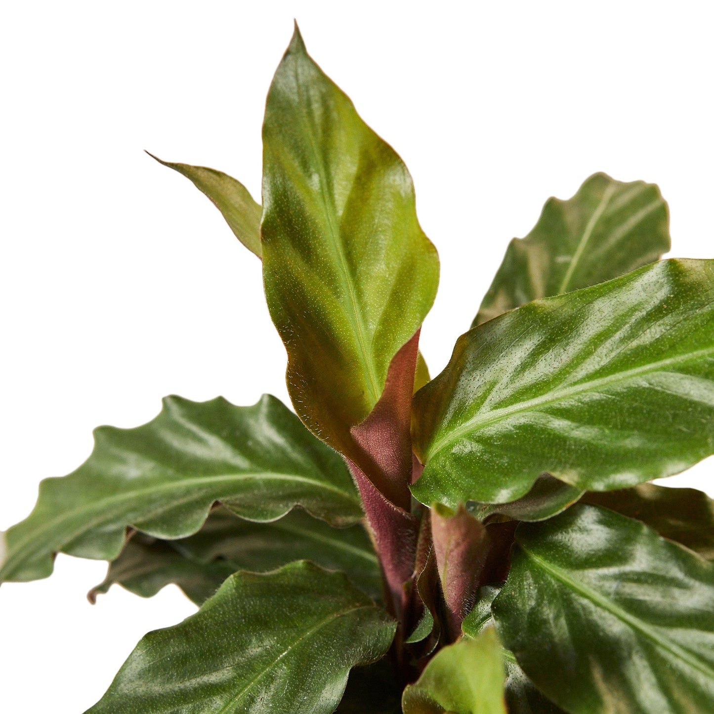 Calathea Rufibarba 'Furry Feather' - 4" Pot - NURSERY POT ONLY