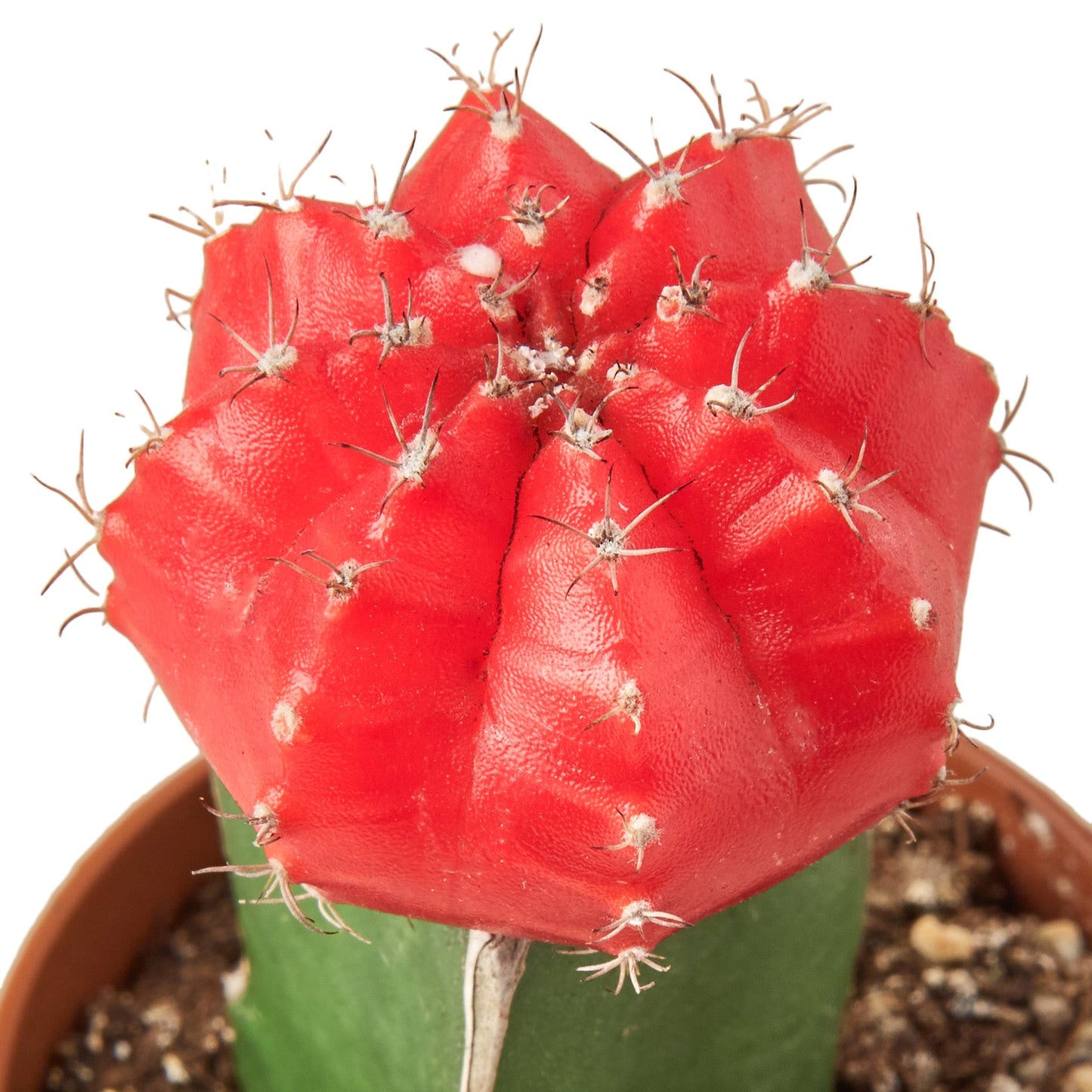 1 Graft Cactus Succulent 'Red'