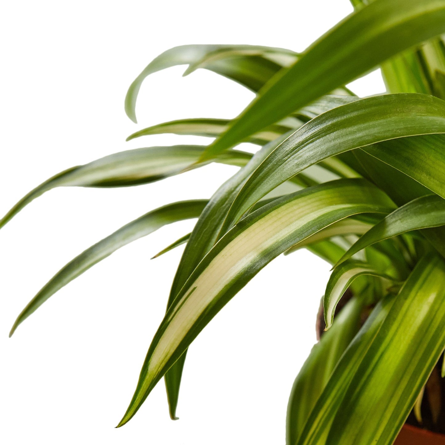 Spider Plant Hawaiian - 6" Pot - NURSERY POT ONLY