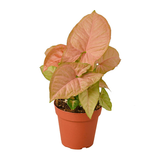 Syngonium Strawberry -  4" Pot