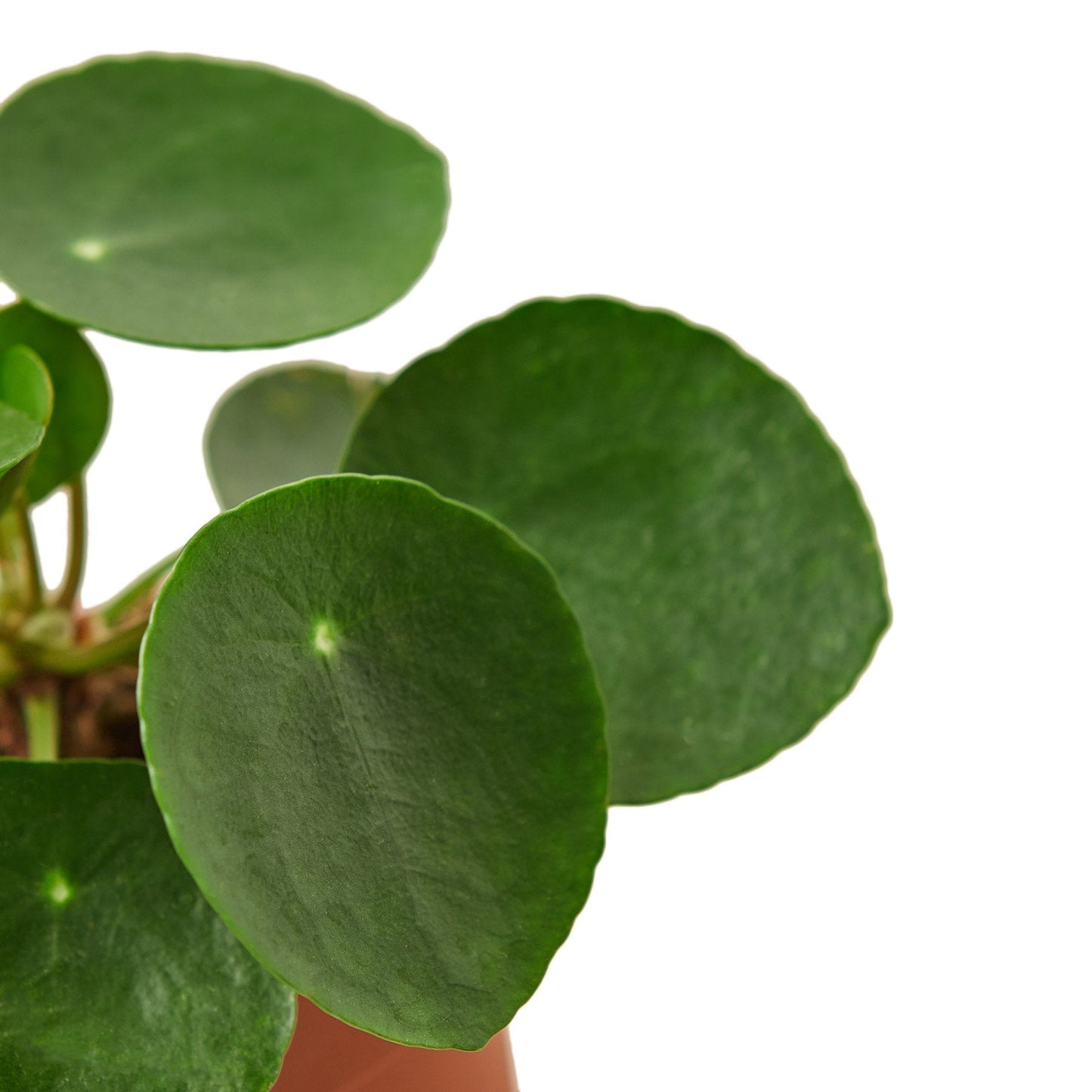 Pilea Peperomioides 'Chinese Money' - 4" Pot - NURSERY POT