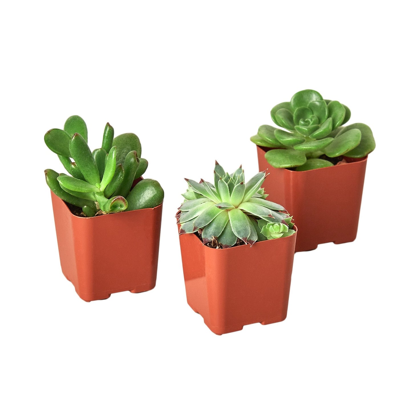 2" Succulent Variety Packs