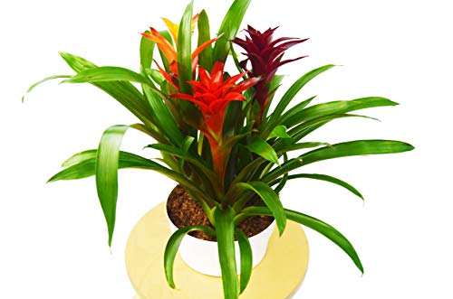 Bromeliad Guzmania 'Combo' - 8" Pot - Live House Plant