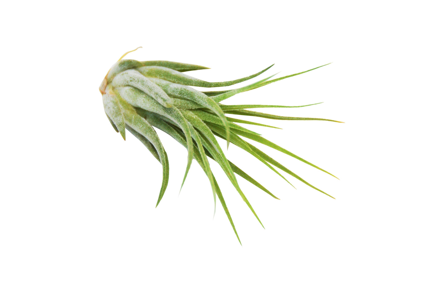 Tillandsia Air Plant Packs with Fertilizer Spray / 2-3 Inches Large