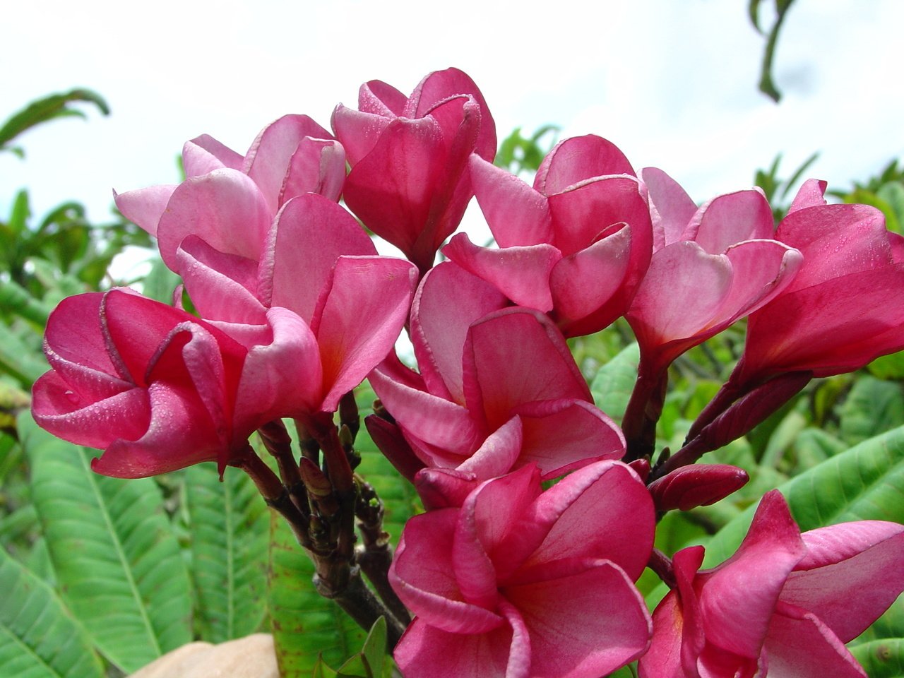 Dwarf Watermelon Plumeria