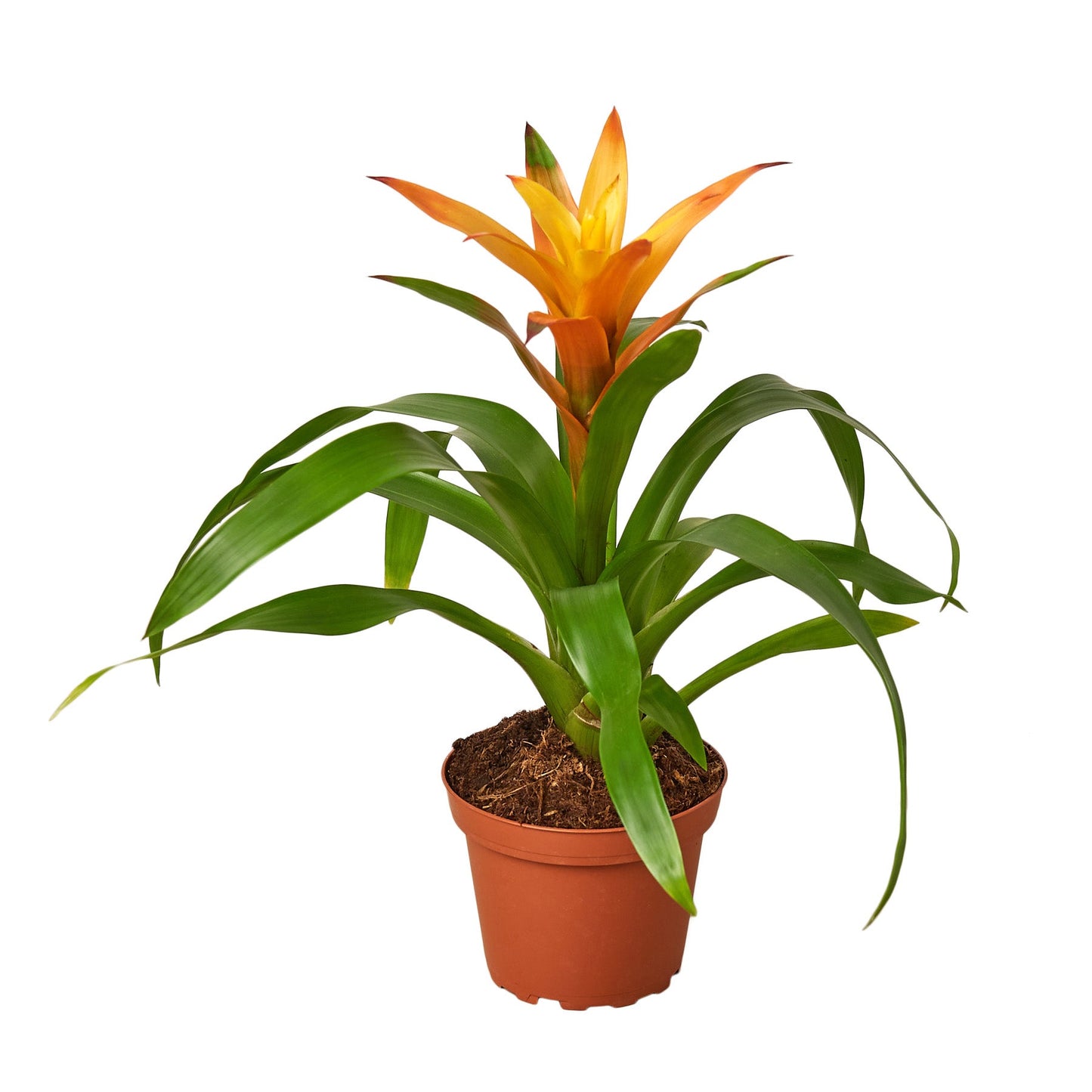 Guzmania Bromeliad 'Orange'