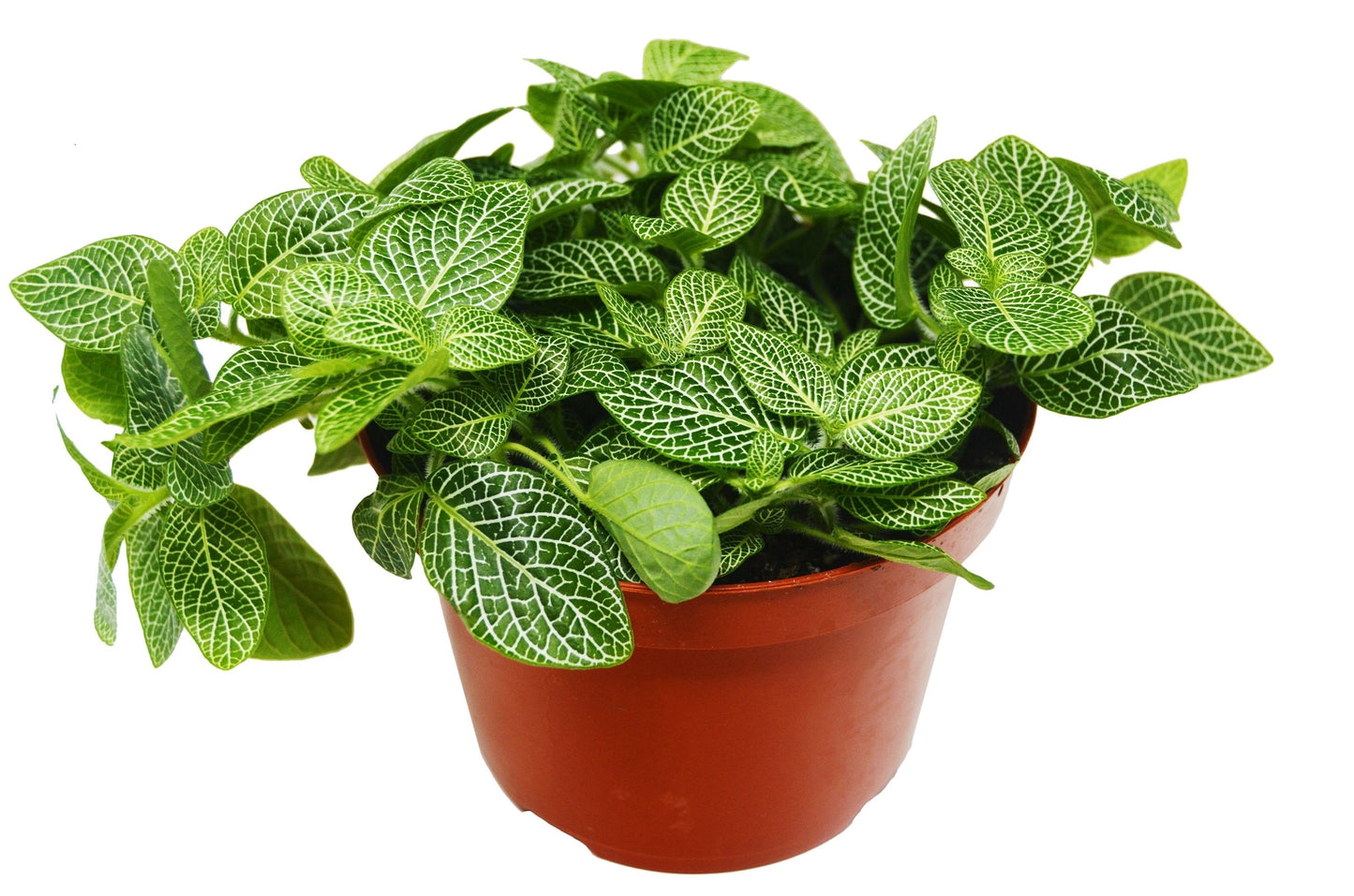 Fittonia 'White Nerve Plant' - 4" Pot - NURSERY POT ONLY