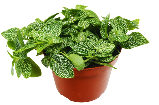 Fittonia 'White Nerve Plant' - 6" Pot - NURSERY POT ONLY