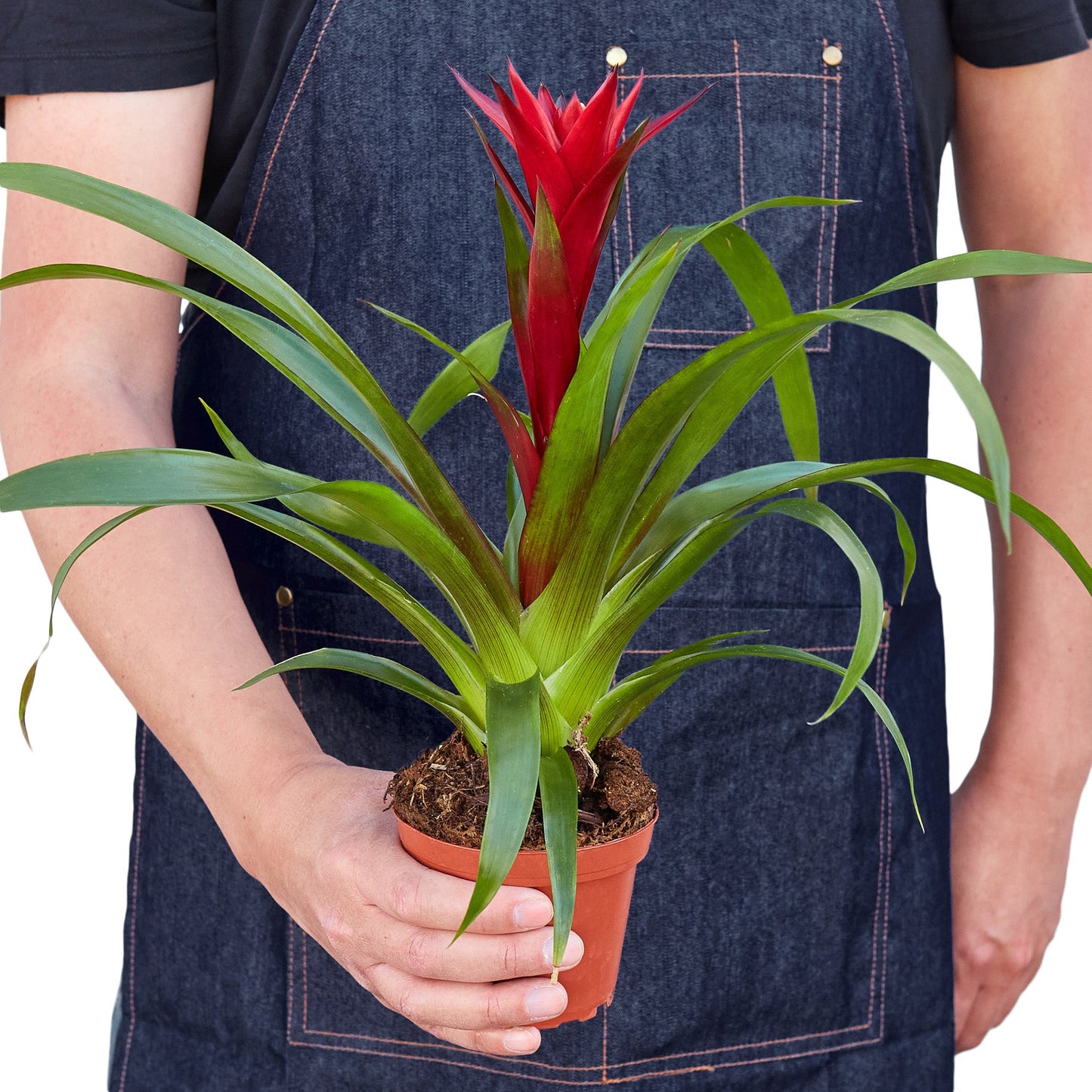 Guzmania Bromeliad 'Red'