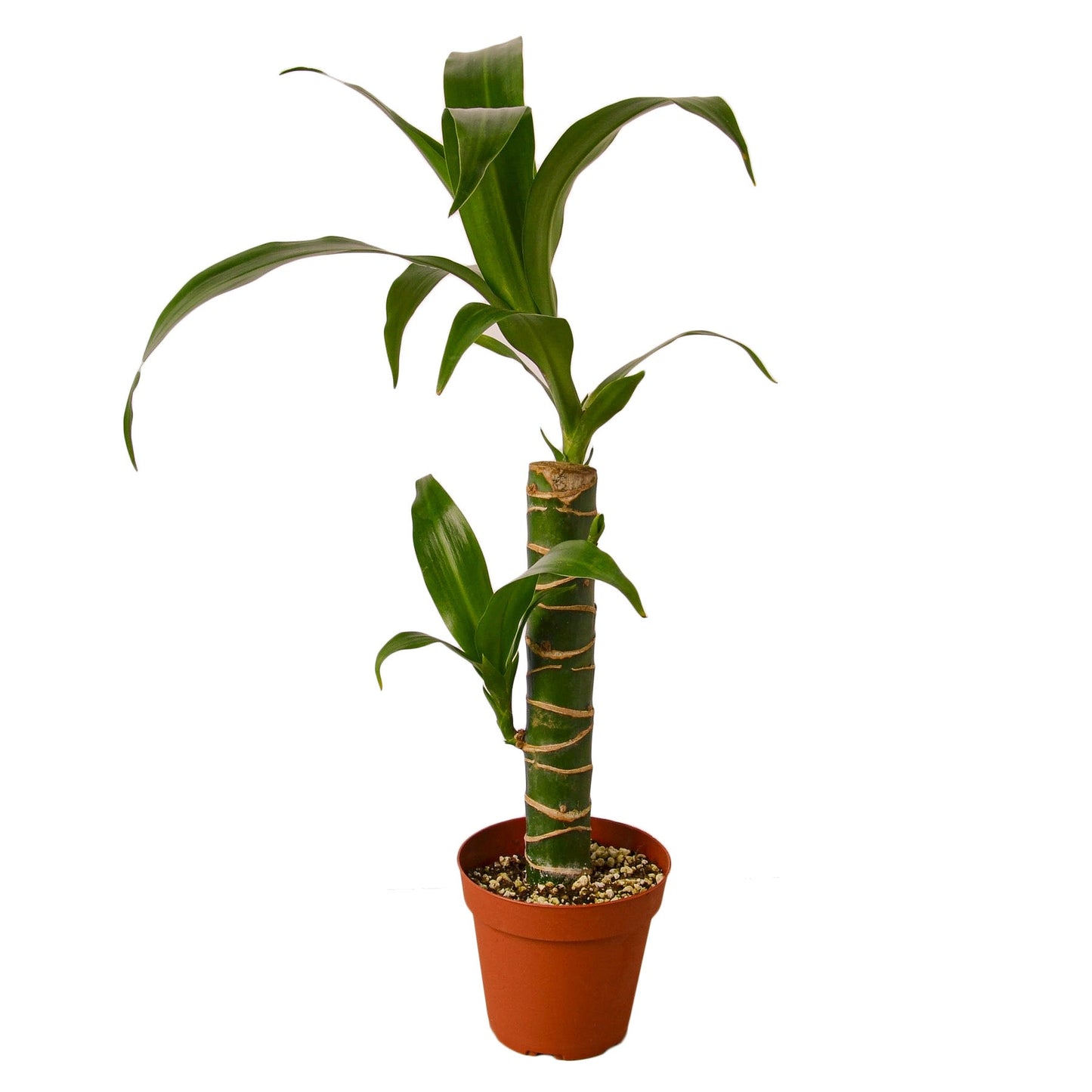 Dracaena Elegance