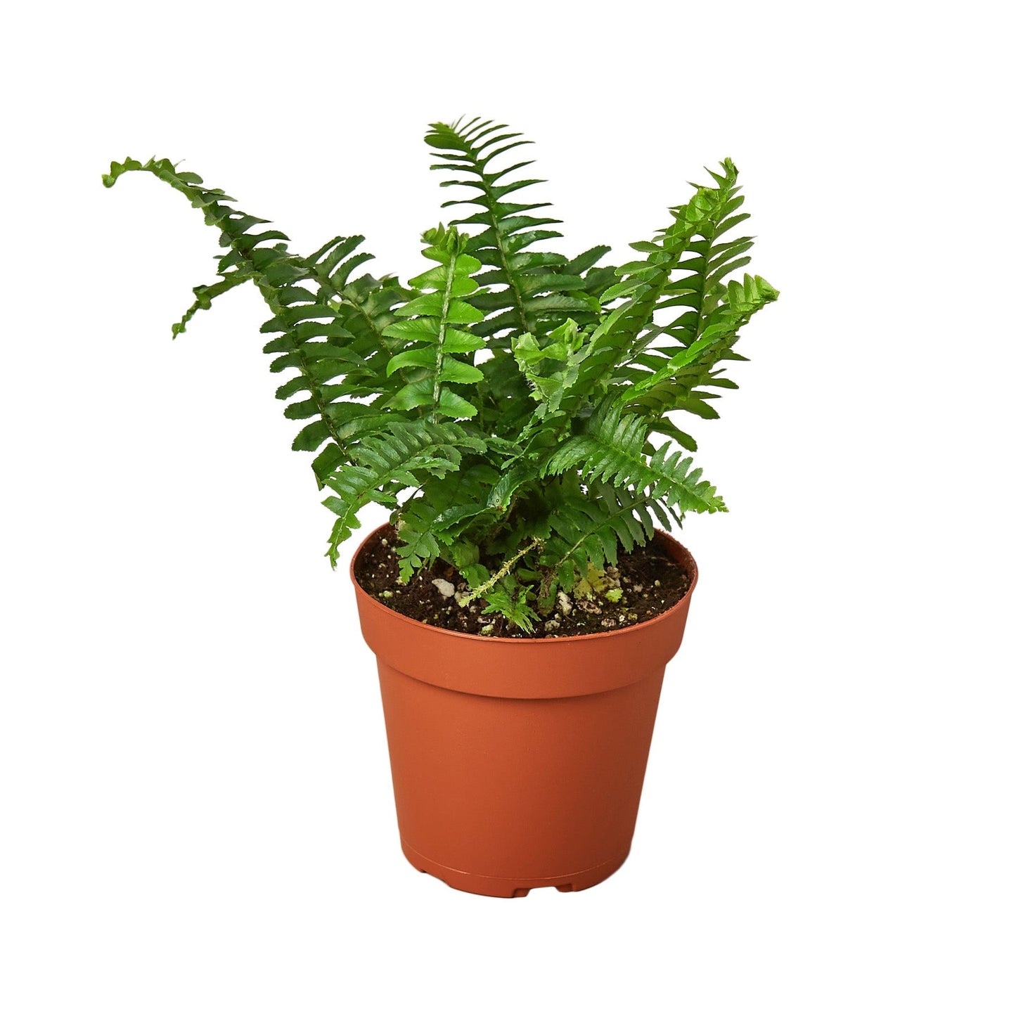 Jester's Crown Fern - 4" - NURSERY POT ONLY