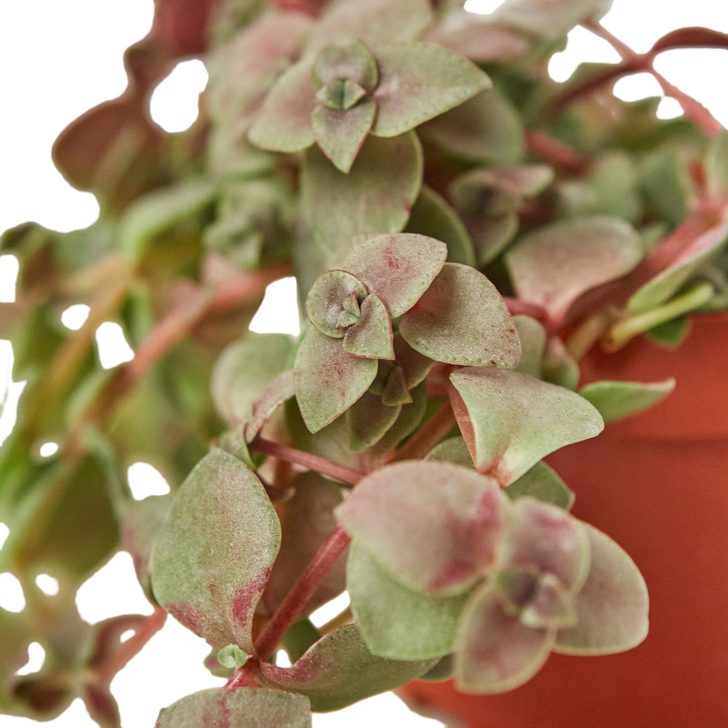 Bolivian Wandering Jew