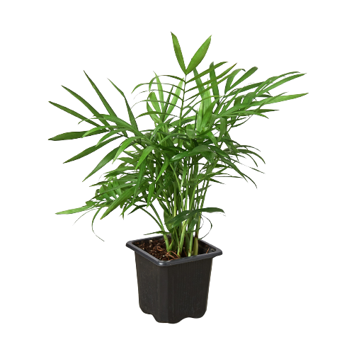 Parlor Palm - 3" Pot