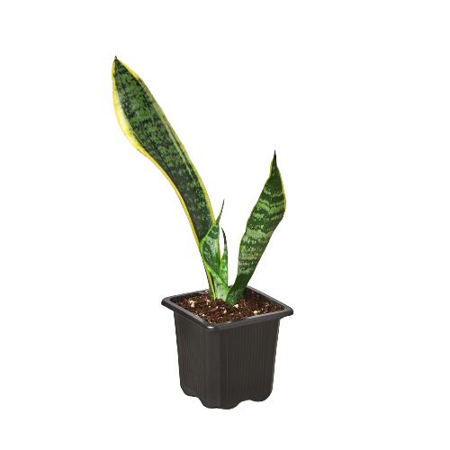 Snake Plant Laurentii