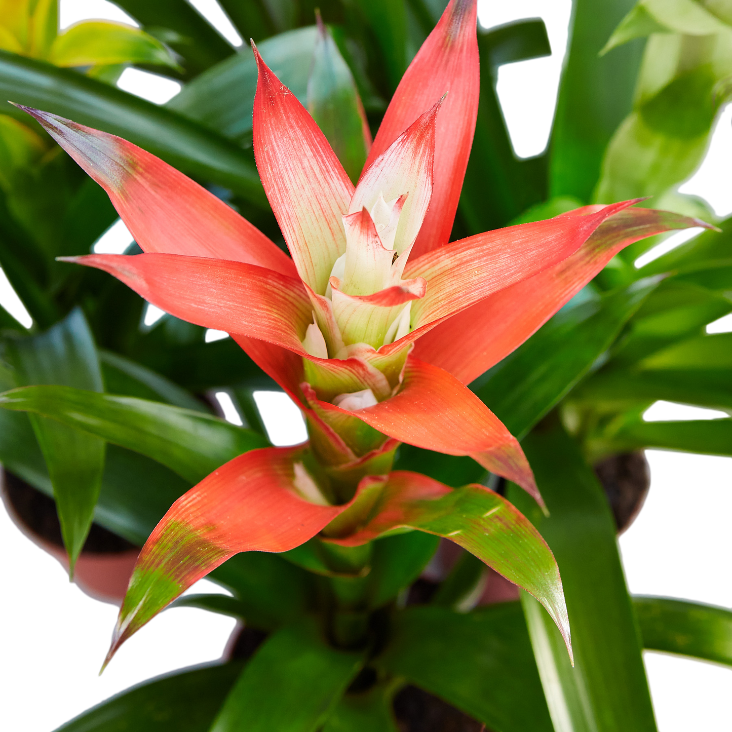 Guzmania Bromeliad 'Rose'