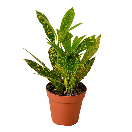 Croton 'Gold Dust' - 4" Pot - NURSERY POT ONLY