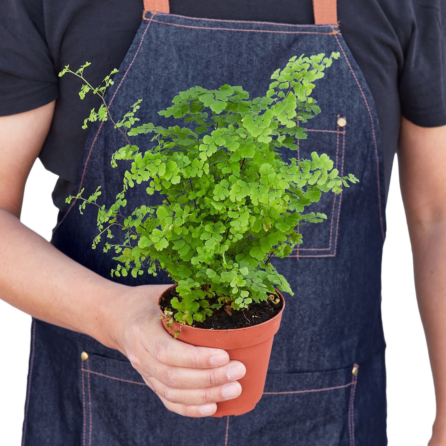 Maidenhair Fern - 4" Pot - NURSERY POT ONLY