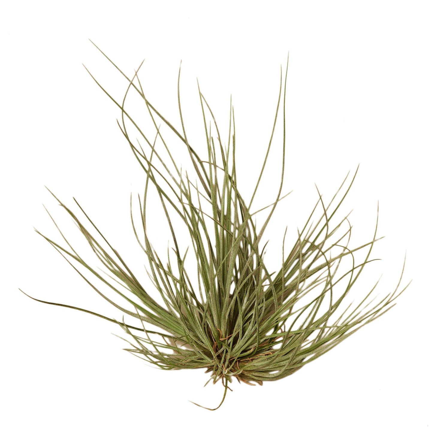 Tillandsia Air Plant Tenuifolia - 10 Pack