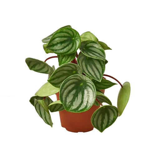 Peperomia Watermelon - 4" Pot - NURSERY POT ONLY