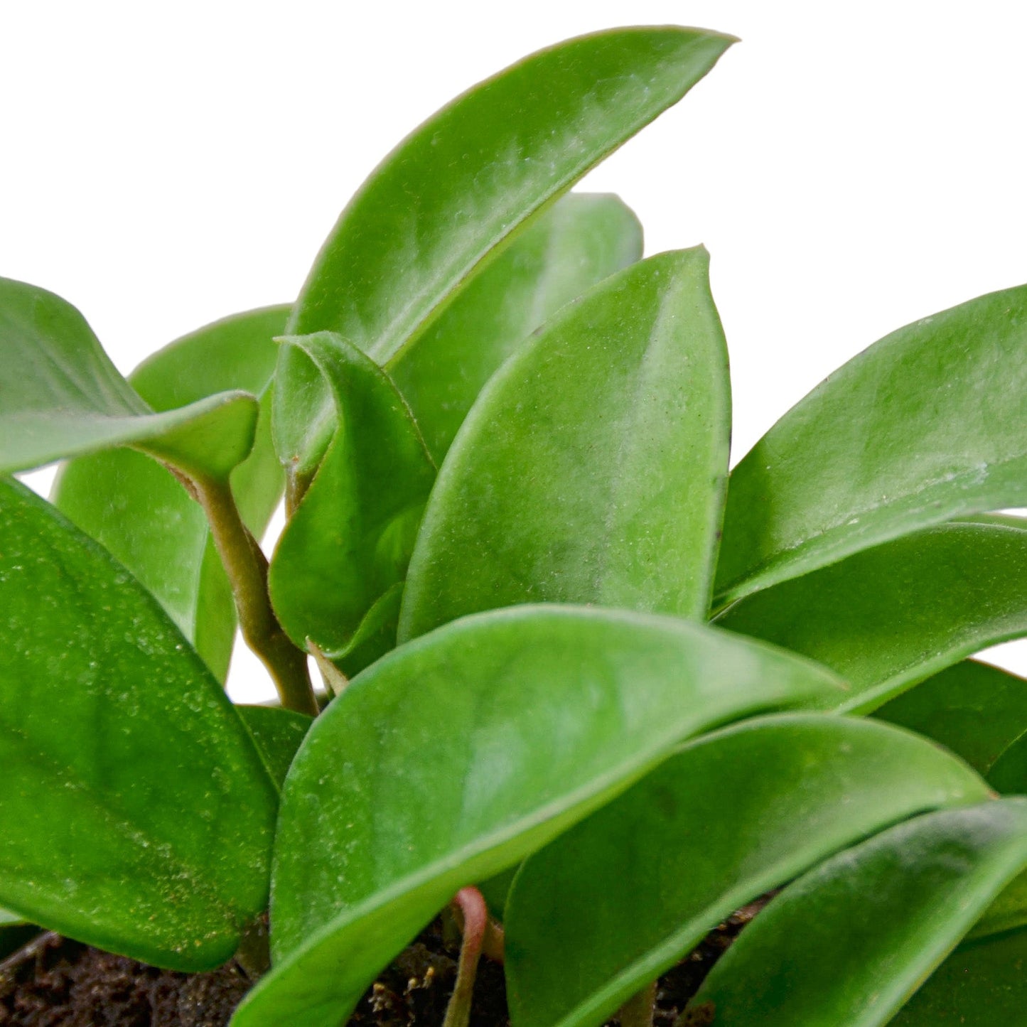 Hoya Carnosa - 4" Pot - NURSERY POT ONLY