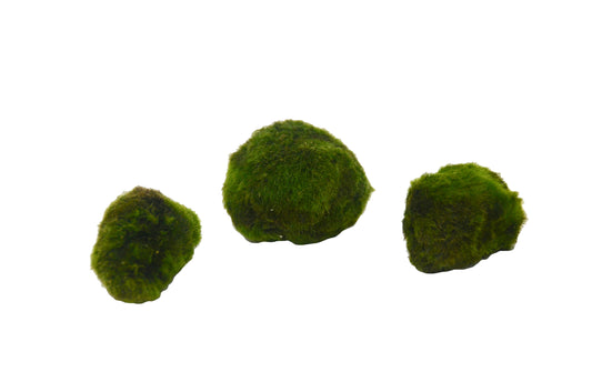 3 Pack Marimo Ball / Size: 2" / Aquarium Plant / Easy Care