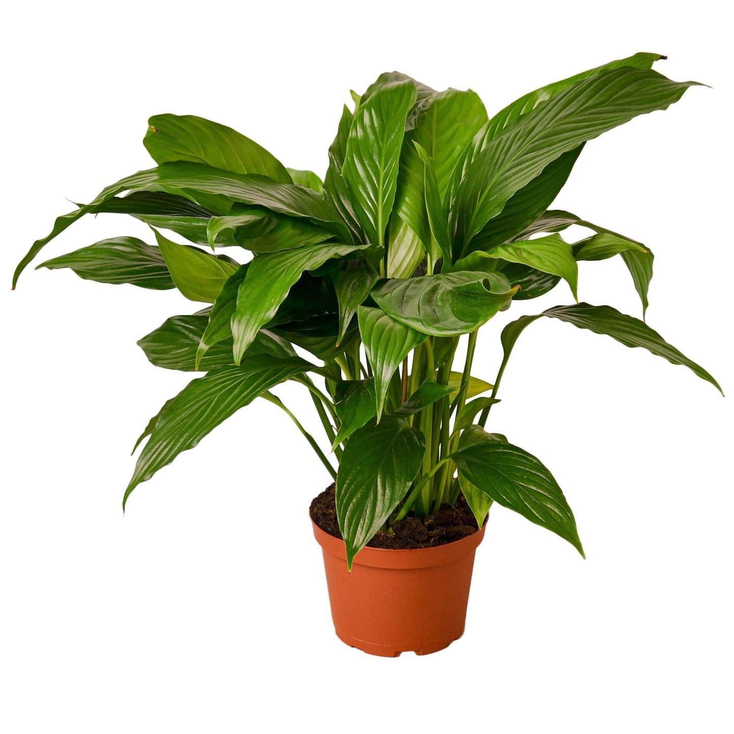 Spathiphyllum 'Peace Lily' - 6" Pot - NURSERY POT ONLY