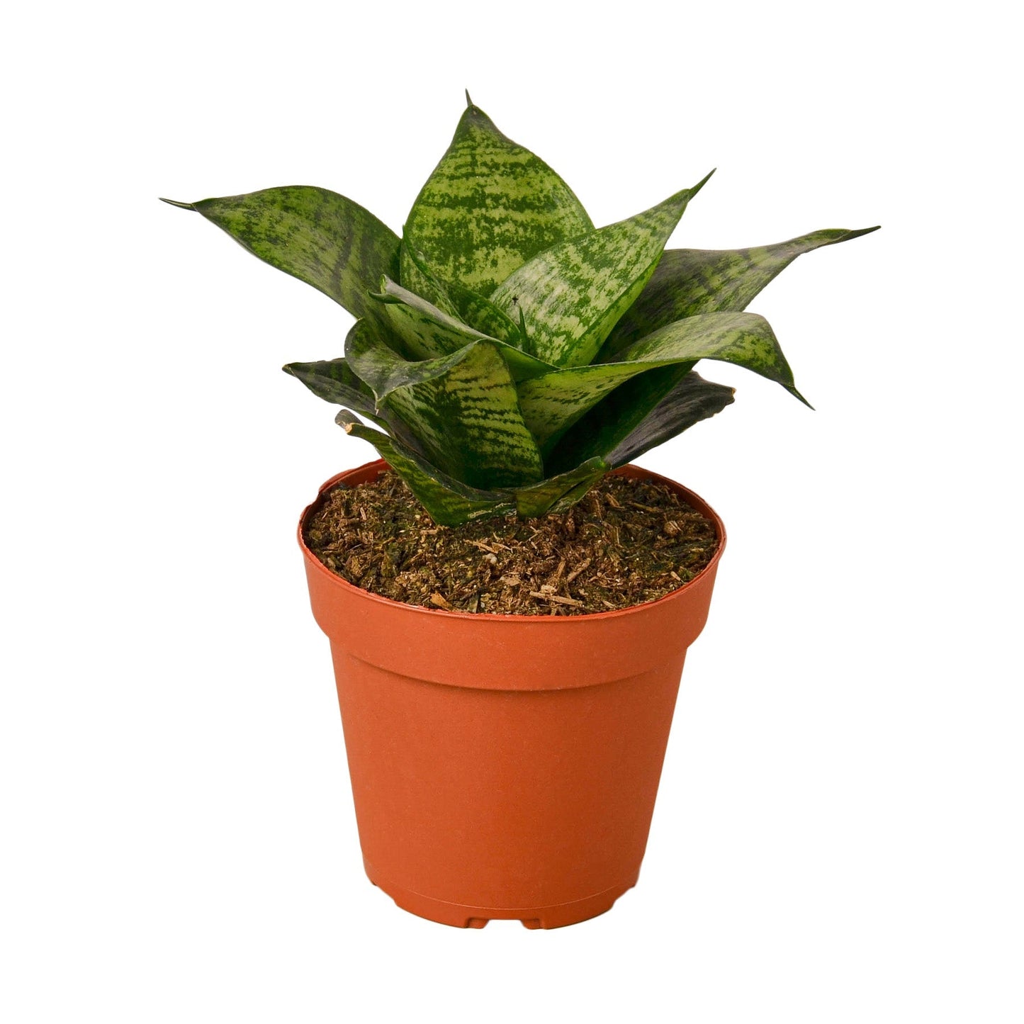 Snake Plant Black Robusta - 4" Pot - NURSERY POT ONLY