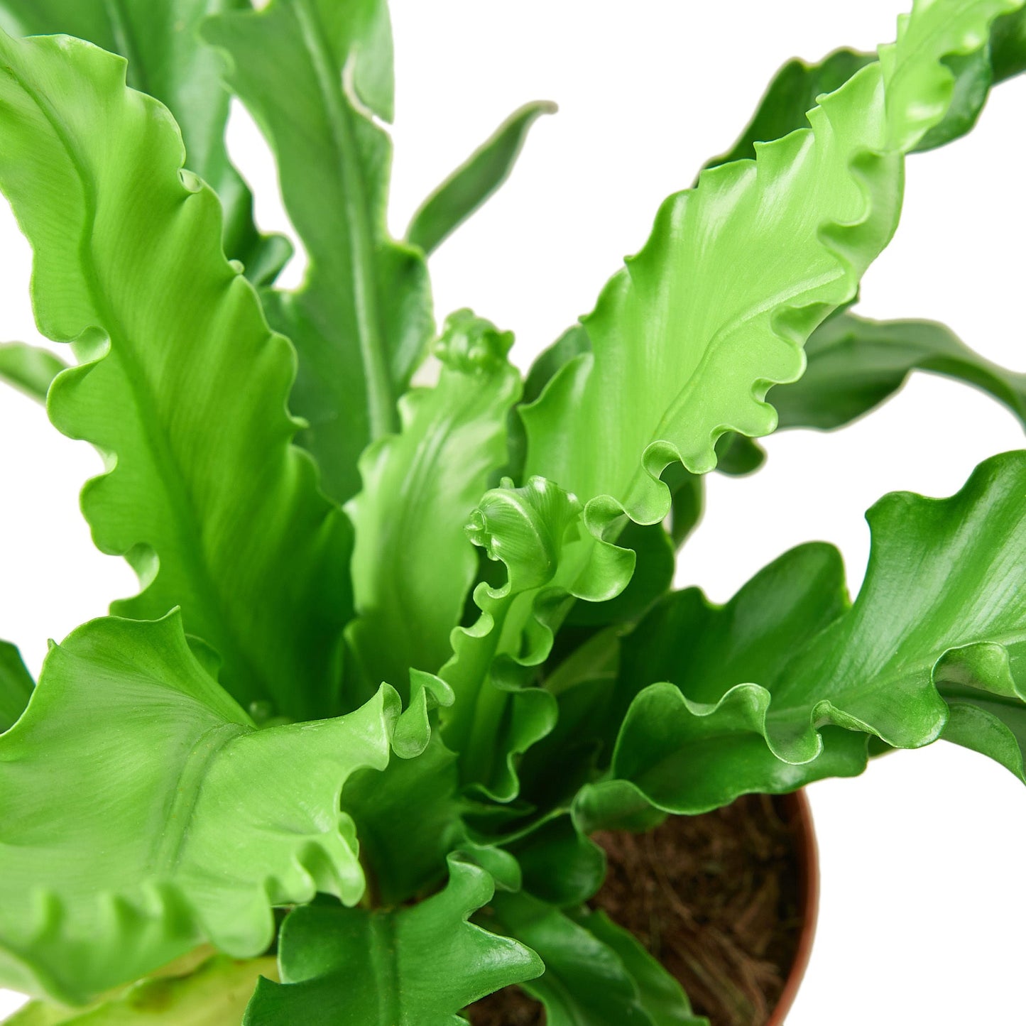 Bird‚Äôs Nest 'Victoria' Fern - 4" Pot