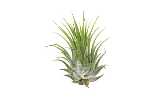 Tillandsia Air Plant Ionantha - 10 Pack